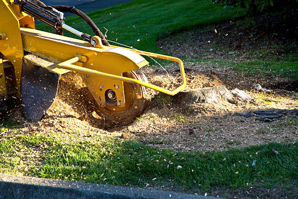 Best Fruit Tree Pruning  in Kearns, UT