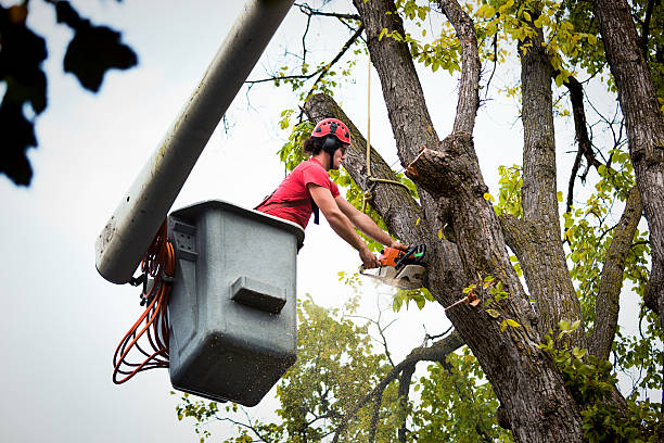 How Our Tree Care Process Works  in  Kearns, UT